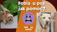 Fobia u psa