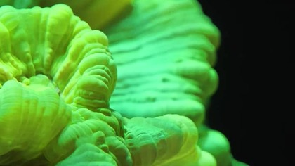 Caulastrea #aquascape #aquarium #coral #caulastrea #marinetank