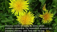 Oto dlaczego powinieneś pić herbatę z MNISZKA LEKARSKIEGO codziennie
