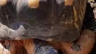 Żółw promienisty  z Madagaskaru #shorts #animals