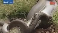 Gigantyczny wąż pożera krokodyla