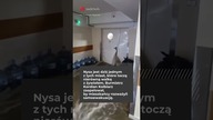 Nysa pod wodą.  Zaginął znany chirurg