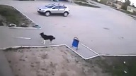 Kobieta potrąciła dziecko na rowerze