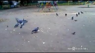 To m&oacute;j chleb !