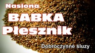 Jak zaoszczędzić na papierze toaletowym.  Babka płesznik-właściwości, zastosowanie.