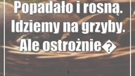 Popadało i rosną.  Idziemy na grzyby.  Ale ostrożnie