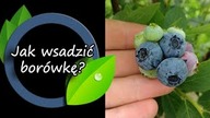Jak posadzić borówkę - mój sposób.