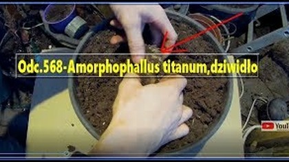 Odc. 568-Amorphophallus titanum,dziwidło. Jak podrosła bulwa i czy ma już bulwy,ogólna uprawa.