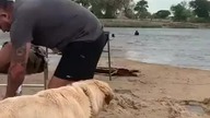 Dobry przyjaciel zawsze obroni swego pana, to jest piękne