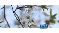 Trójka Warszawa - krótszy ident wiosenny