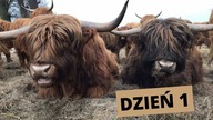 Vlog z farmy.  Budowa poskromu