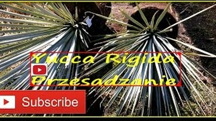 #211.  Juka rigida (Yucca rigida) od nasion.  Przesadzanie.  Wiosna 2017