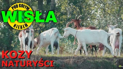Kozy, naturyści, oraz inne stworzenia Wiślane - Kajak Spływ Wisła Rzeka ( Pod Gołym Niebem)