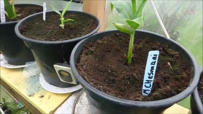 #249- Cz. 1 Banan Musa Cheesmani z nasion- cheesemans banana plant