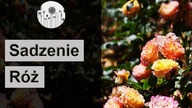 Jak posadzić roze ? Prawidłowe sadzenie róż w ogrodzie