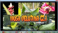 84 Bananowiec musa velutina.  Cz. 1