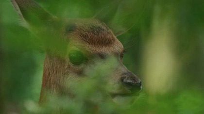 Bambi. A. Tale. of. Life. In. The. Woods. 2024.pl. 720p. WEB-DL. XviD. AC3-OzW