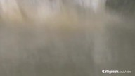 Świnie nie potrafią latać, ale  