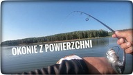 Okonie z powierzchni // lipiec 2022