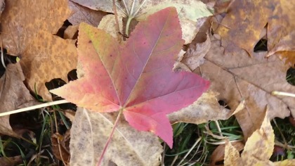 Ambrowiec amerykański w Chrzanowie.  Niezwykły bohater miejskiego parku