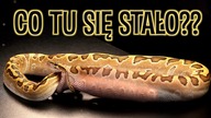 KARMIENIE WĘŻY Z RÓŻNYCH ŚWIATÓW / Burmball, Boiga cyanea, Boa piaskowy i reszta