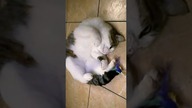 Szczęśliwy Feluś  #shorts #kot #kotek #kotki #kittens #funny #funnycats #meow