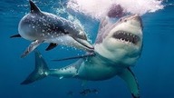 Oto dlaczego rekiny boją się delfinów