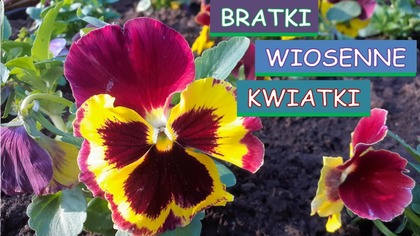  Bratki wiosenne kwiatki.  Sadzenie, uprawa i pielęgnacja bratków.