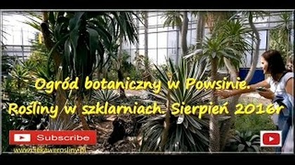 173.  Ogr&oacute;d botaniczny w Powsinie.  Rośliny w szklarniach Sierpień 2016r