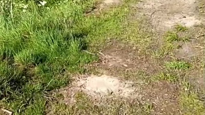 Piesek w lesie - Rubik i Sarmata wędrują! Pogadanki Wszelakie, Q&A, dyskusje! Koszalin i okolice!