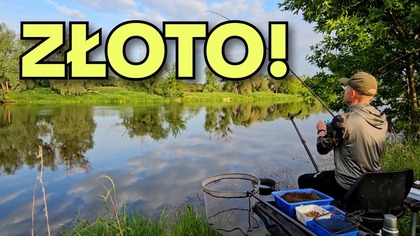 667 ZŁOTE 3 KG Z RZEKI! KLASYCZNY FEEDER Z KASTERAMI I PINKAMI BORDO