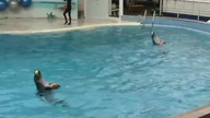 Delfinarium - delfiny tańczą w wodzie z piłkami