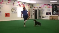 Najlepsze sztuczki z psami goniącymi za frisbee
