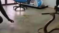 Dancing with the snakes