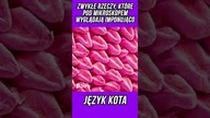 #shorts ZWYKŁE RZECZY, KTÓRE POD MIKROSKOPEM WYGLĄDAJĄ IMPONUJĄCO JĘZYK KOTA