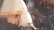Oniscus asellus eating cuttlefish bone (CUTE )