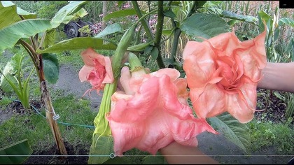 Odc-713-Brugmansja (nie datura) Wielkie piękne kwiaty,nawóz.
