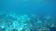 snorkeling lanzarote