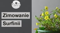 Zimowanie i przechowywawnie surfinii i petunii