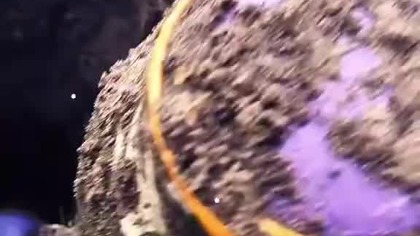 bierz 50 dawek szczepienia żadnych muchomorów to trucizna:-)