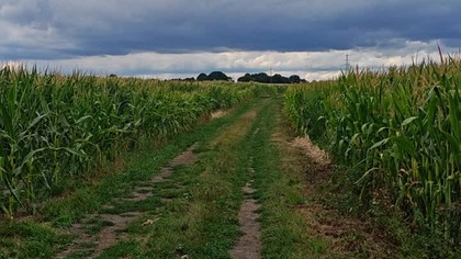 jesień