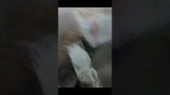 Tynki ehhh dalej w koło  w Dom na start bez kredytu 63m2