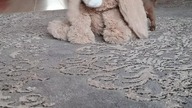 Mały chihuahua