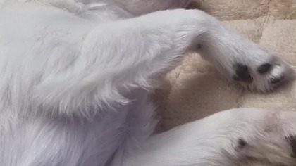 Chihuahua Luna Day 109