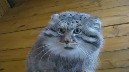 Manul stepowy