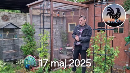 W Garden kuRaż * Nowy kanarek i przegląd gniazd z pisklętami * 17.  05.  2025