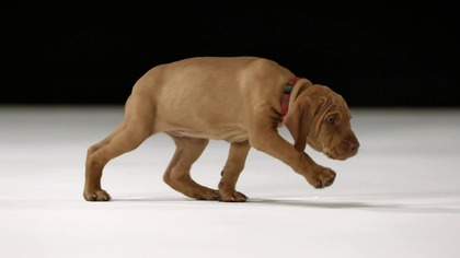 Tajemnice zwierzęcych mumii