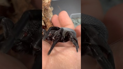 Uwielbiam to białe nakrapianie u podrośniętych i dorosłych Eresus walckenaeri  #velvetspider
