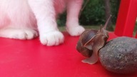My cat and snail [funny video]