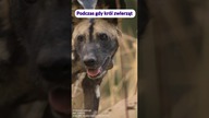 Najskuteczniejszy łowca Afryki to nie lew!